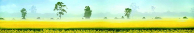 Fields Of Gold - Mounted Fields Of Gold - Mounted