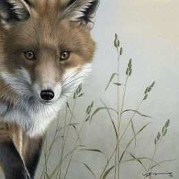 Fox - British Wildlife Series - Original - Framed