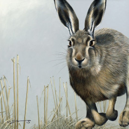 Hare - British Wildlife Series - Original - Framed