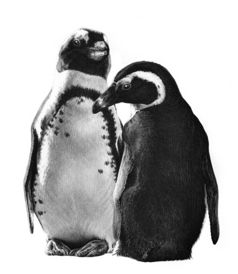 Just The Two Of Us - Penguins - Mounted