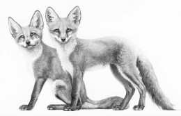 Little Foxes - Mounted
