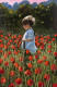 Lost Amongst The Poppies - Board Only