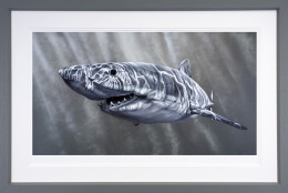 Lurking Around - Artist Proof Grey Framed