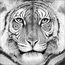 Majesty - Royal Bengal Tiger - Canvas - Box Canvas