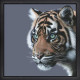 Mesmerised - Limited Edition - Black Framed - Framed Box Canvas