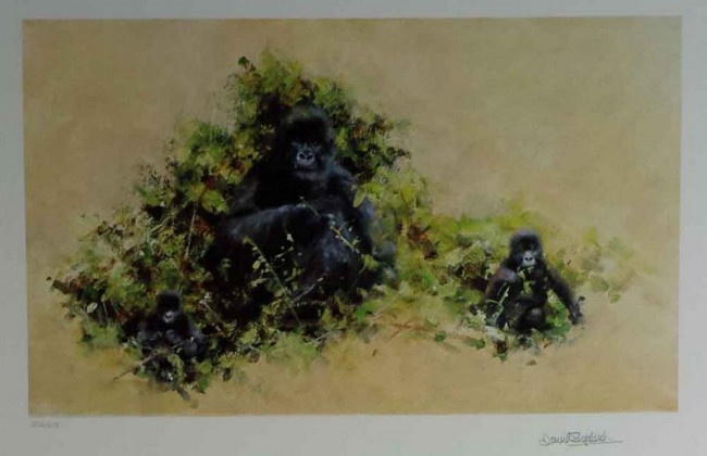 Mountain Gorilla