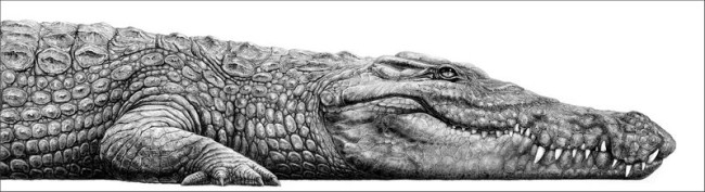 Nile Crocodile - Mounted