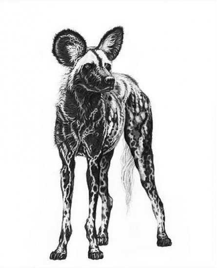 Painted Wolf - Print Painted Wolf - Print