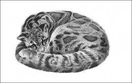 Serenity - Clouded Leopard - Mounted