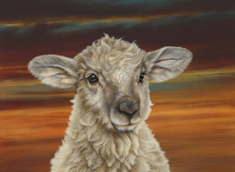 Shepherds Delight - Box Canvas