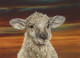 Shepherds Delight - Box Canvas