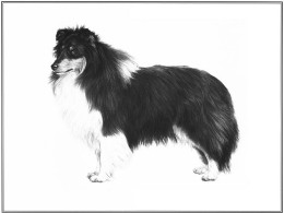 Shetland Sheepdog (Limited Edition) - Print