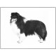 Shetland Sheepdog (Limited Edition) - Print