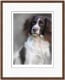 Springer Spaniel (40th Anniversary Image) - Dark Wood Framed