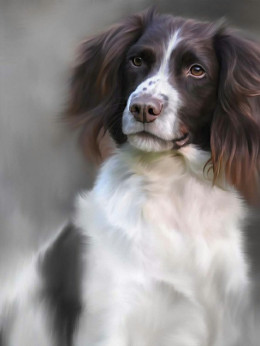 Springer Spaniel (40th Anniversary Image) - Print only