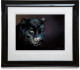 Stealth - Black Framed