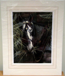 Study Of A Horse - Original - Mounted