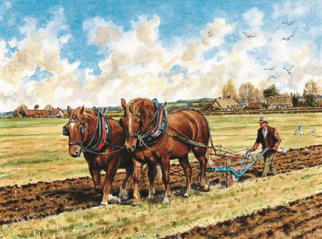 Suffolk Horses Ploughing