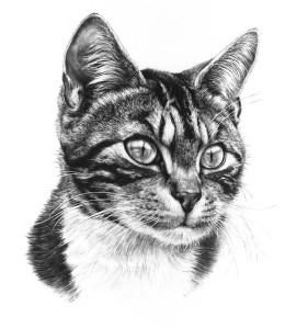 Tabby Cat - Print