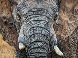 Tembo - Mounted