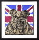 The British Bulldog - Black Framed