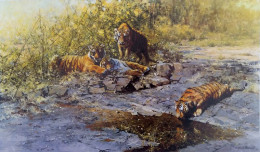 The Tigers Of Bandhavgarh - Print only