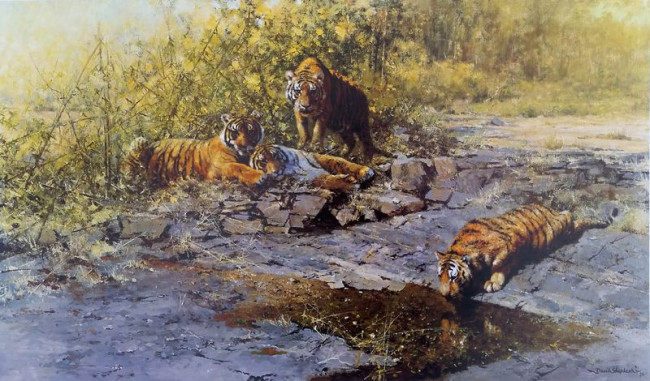 The Tigers Of Bandhavgarh