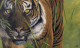 Tiger Tiger - Framed