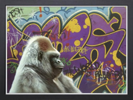 Urban Gorilla - Super Deluxe - Black Framed - Framed Box Canvas