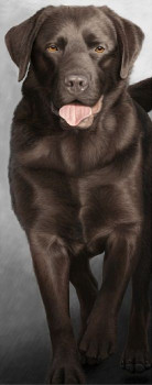 Walk Tall - Chocolate Labrador - Box Canvas