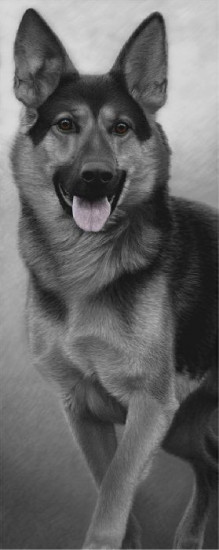 Walk Tall - German Shepherd - Box Canvas