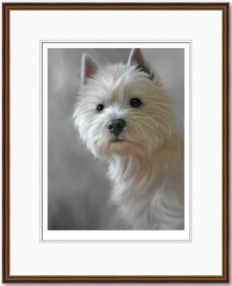 West Highland Terrier (40th Anniversary Image) - Framed