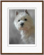 West Highland Terrier (40th Anniversary Image) - Dark Wood Framed