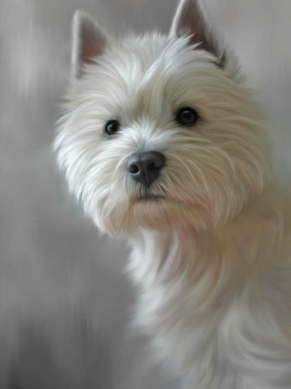 West Highland Terrier (40th Anniversary Image)