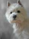 West Highland Terrier (40th Anniversary Image) - Print only