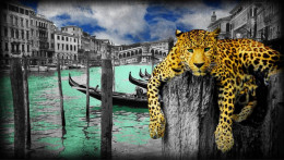 Hanging In Venice - Mounted