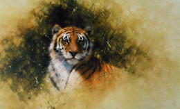 Working Sketch For A Painting Of A Tiger - Print only