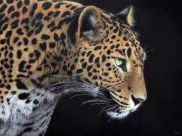 Yala - Limited Edition - Box Canvas