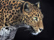 Yala - Limited Edition - Box Canvas