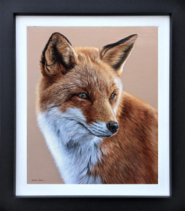 Curious Fox - Original - Black Framed