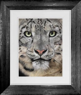 Emerald Gaze - Original - Framed Emerald Gaze - Original - Framed