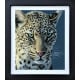 Emerald Gaze - Limited Edition - Black Framed