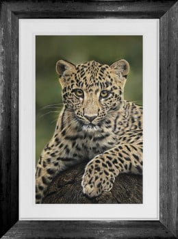 Eyes Of The Wild - Original - Framed Eyes Of The Wild - Original - Framed