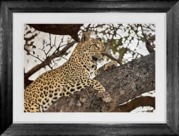 King Of The Canopy - Original - Framed King Of The Canopy - Original - Framed