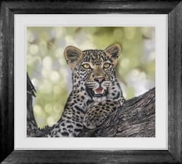 Wild At Heart - Original - Framed Wild At Heart - Original - Framed
