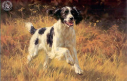 All Action - Black & White Springer Spaniel - Mounted