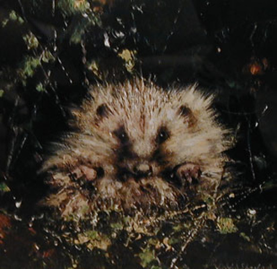 Baby Hedgehog (Cameo)
