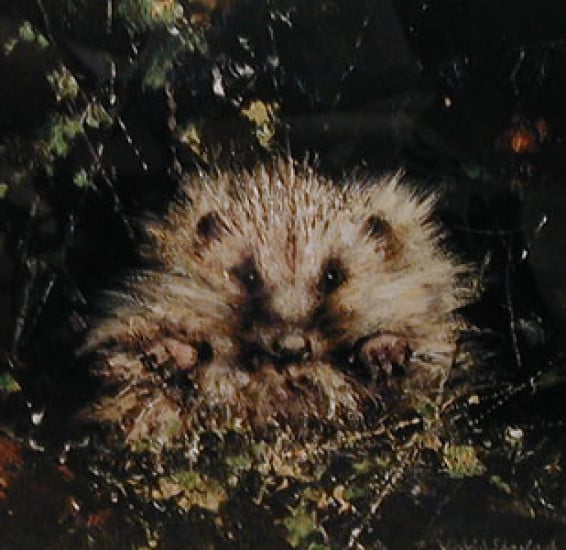 Baby Hedgehog (Cameo) - Mounted Baby Hedgehog (Cameo) - Mounted
