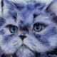 Face Value - Blue Persian - Print