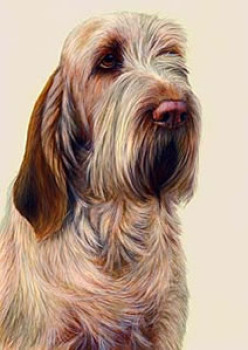 Just Dogs - Orange Roan Italian Spinone - Original - Framed